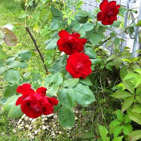 Cherry En Rose Bed & Breakfast *