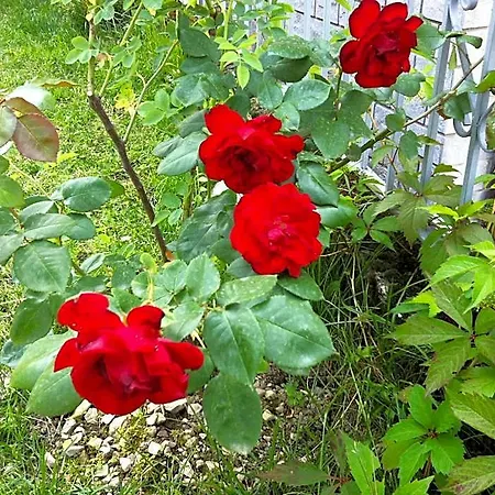 Frühstückspension Cherry En Rose Lezzeno