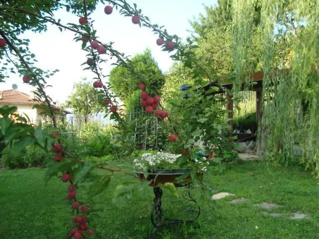 Cherry En Rose