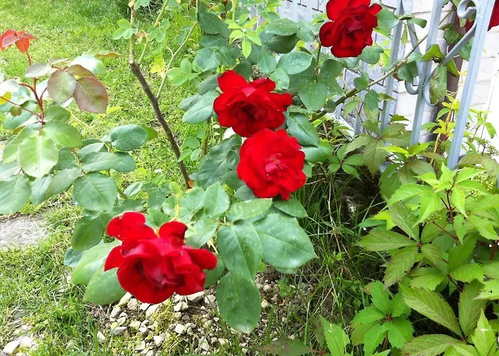 Cherry En Rose Bed & Breakfast 3*
